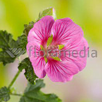 ANISODONTHEA